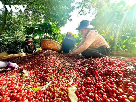 cherry coffee lot selection at sunrise.
